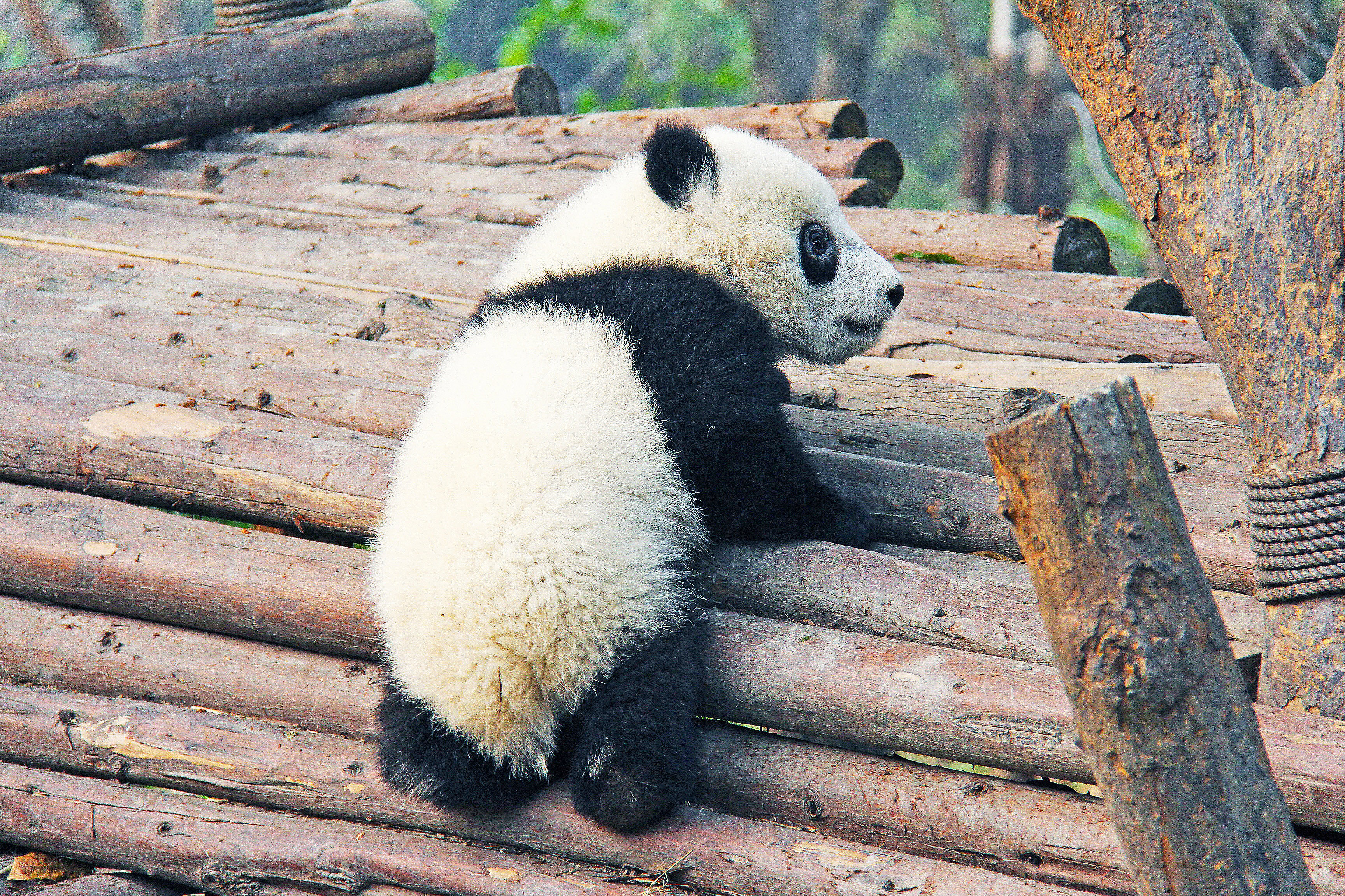 Родина панд. Панди панди. Резерваты большой панды. Милые панды. Панд.