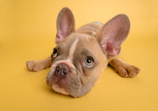 China’s Pandemic Lockdown Pets: One Year Later China’s Pandemic Lockdown Pets: One Year Later